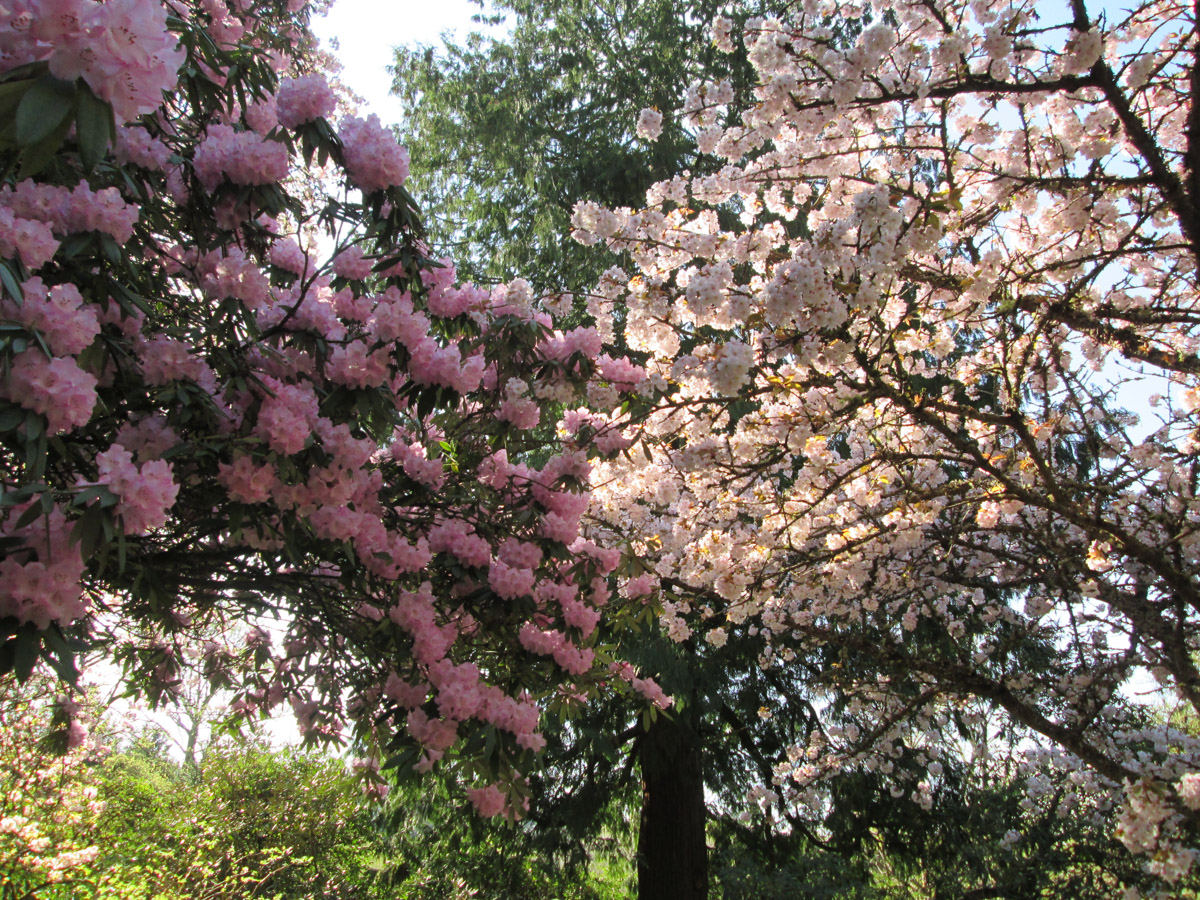 Kuvassa toisiinsa limittyviä kukkapuita.