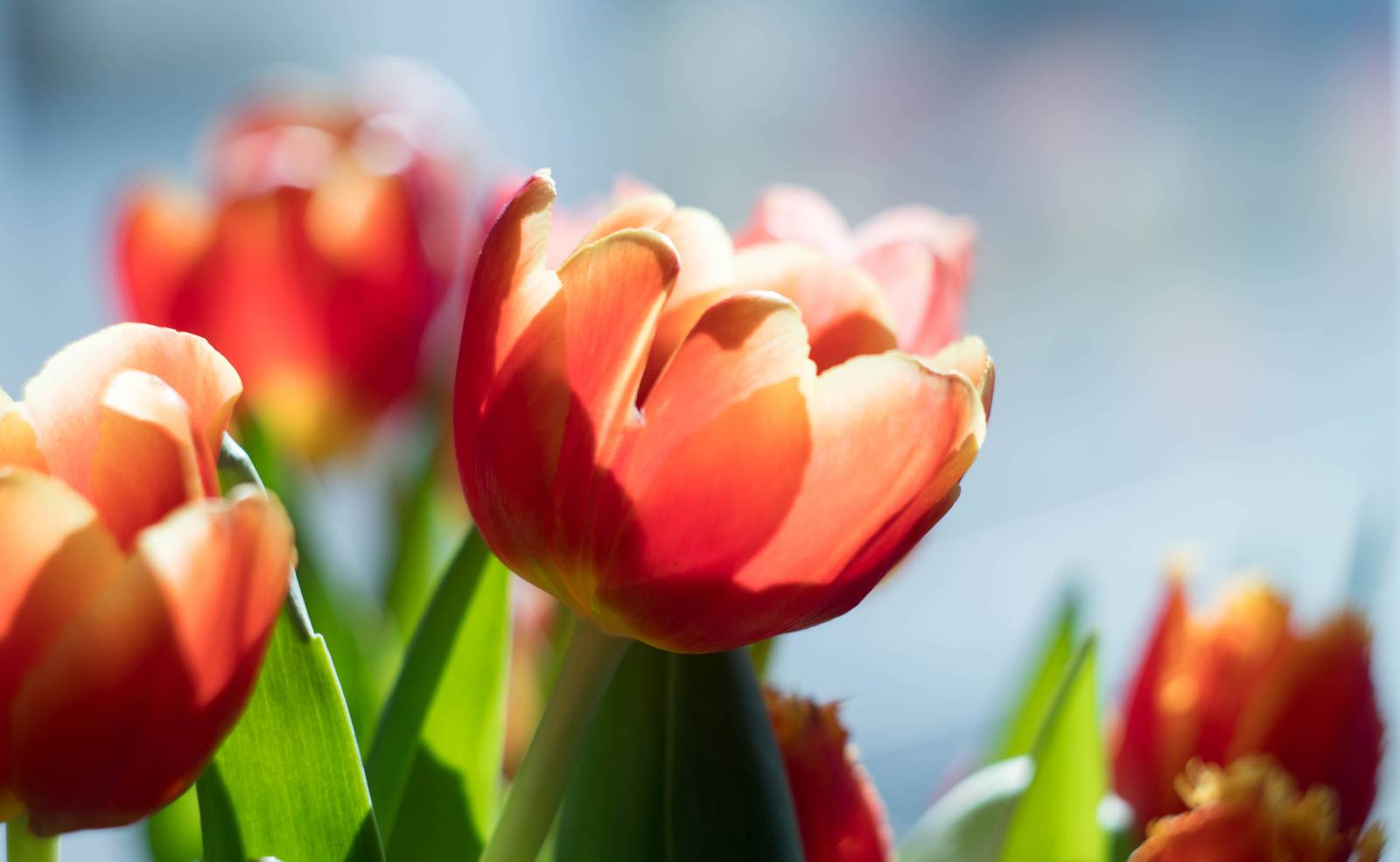 Picture of red tulips